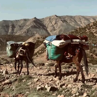 whatsapp-image-2024-02-08-at-31131-pm-1