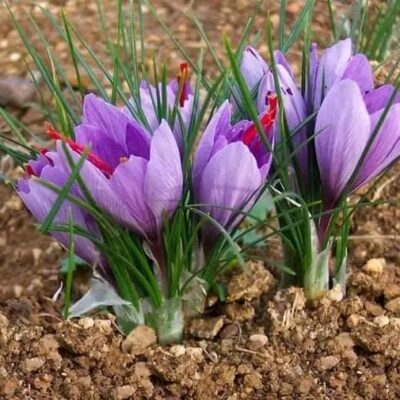 whatsapp-image-2024-02-11-at-43611-pm-1